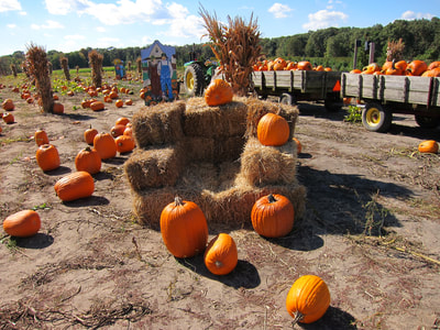Pick-Your-Own Pumpkins
